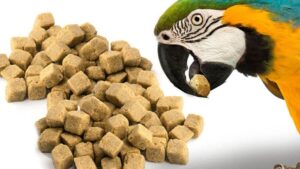 What Do Parrots Eat 