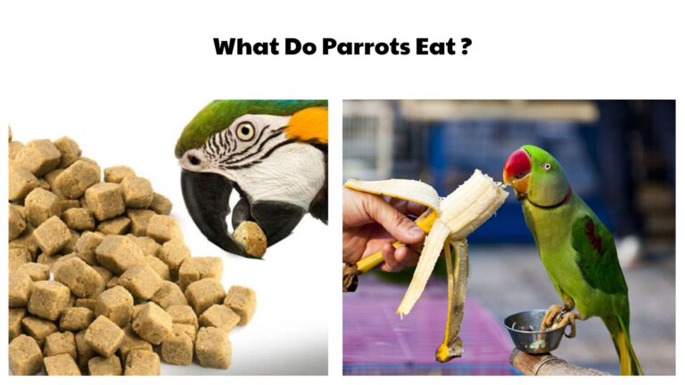 What Do Parrots Eat
