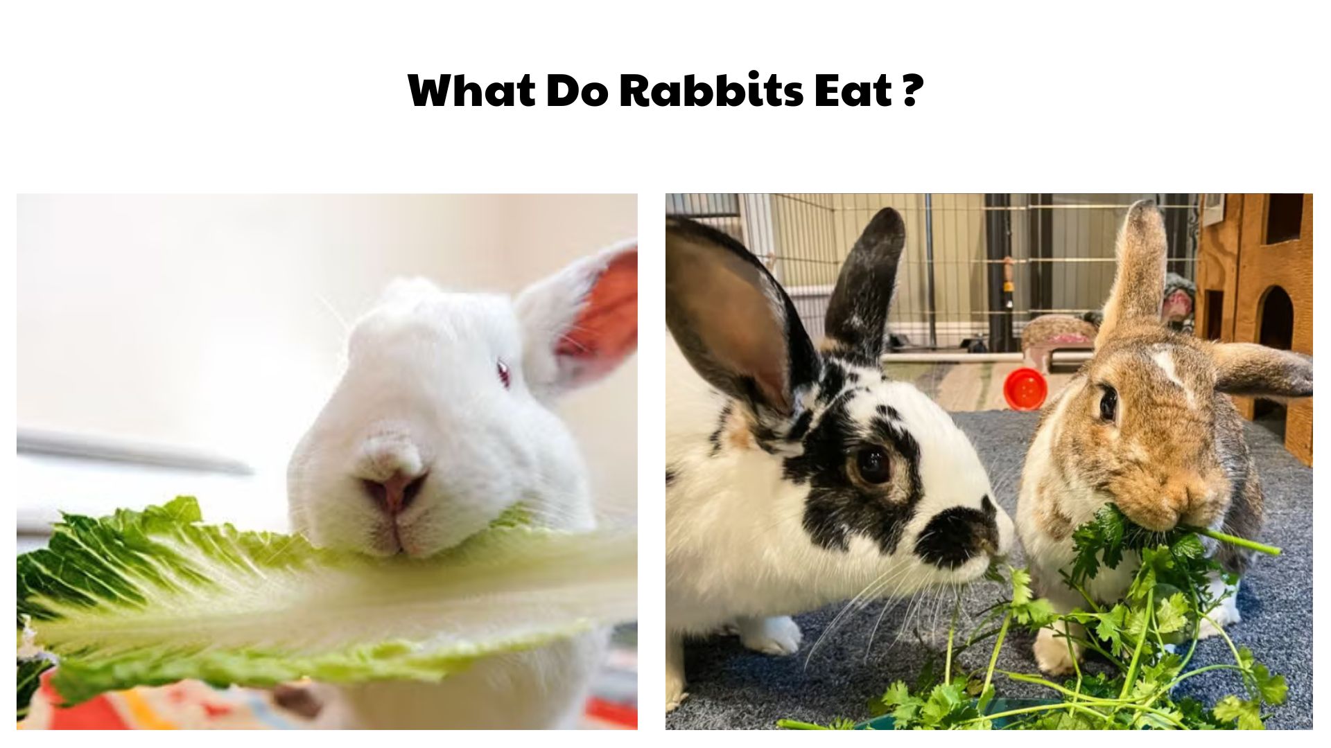 What Do Rabbits Eat
