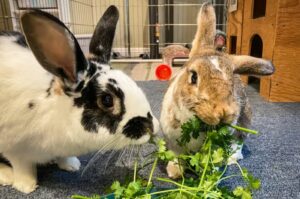What Do Rabbits Eat
