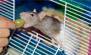 What Do Rats Eat 