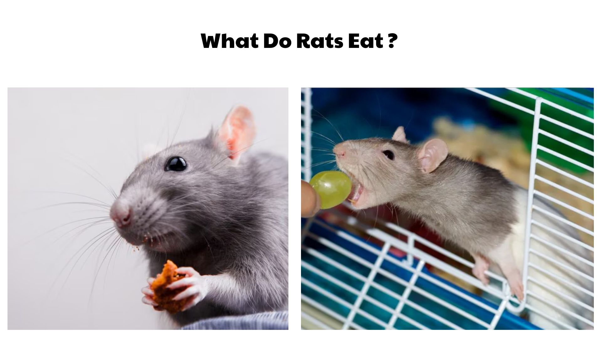 What Do Rats Eat